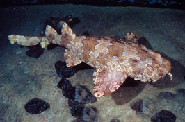 "Wobbegong bottom feeder"