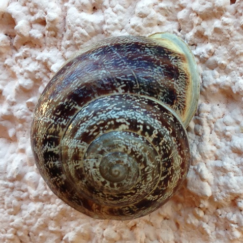 "Escargot"